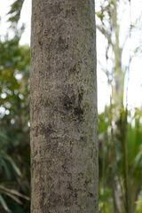 Pritchardia pacifica