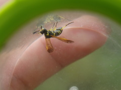 Tenthredo marginella
