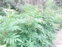 Sambucus ebulus