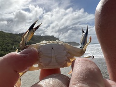 Callinectes marginatus