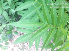 Sambucus ebulus