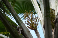 Pritchardia pacifica