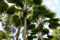 Pritchardia pacifica