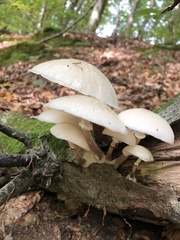 Oudemansiella