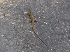 Gerrhosaurus flavigularis