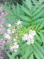 Sambucus ebulus