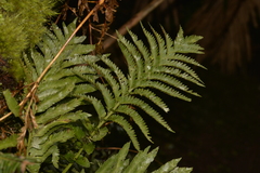 Asplenium surrogatum