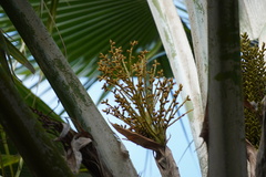 Pritchardia pacifica
