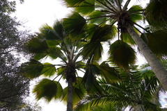 Pritchardia pacifica