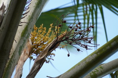 Pritchardia pacifica