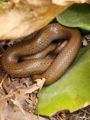 Duberria lutrix