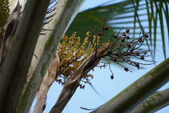 Pritchardia pacifica