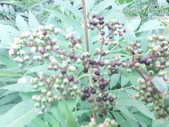 Sambucus ebulus