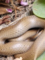 Duberria lutrix