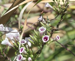Ipomoea amnicola