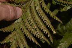 Asplenium surrogatum