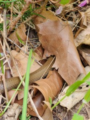 Duberria lutrix