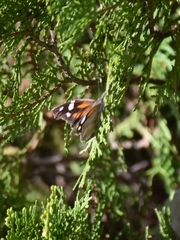 Libytheana carinenta mexicana