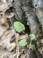 Cardamine bulbosa