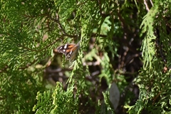 Libytheana carinenta mexicana