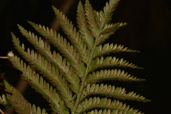 Asplenium surrogatum