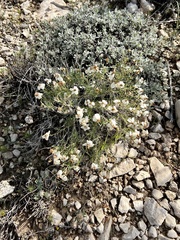 Zinnia acerosa