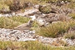 Alauda arvensis