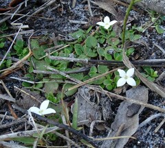 Houstonia procumbens