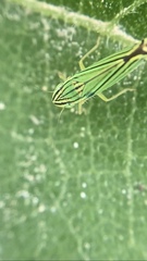 Sibovia