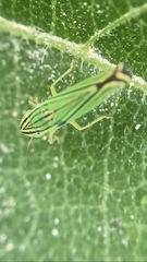Sibovia