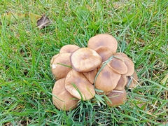 Lyophyllum decastes