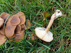 Lyophyllum decastes