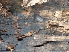 Armadillidium sordidum