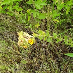 Grindelia ciliata