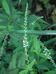 Lysimachia fortunei