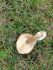 Lyophyllum decastes