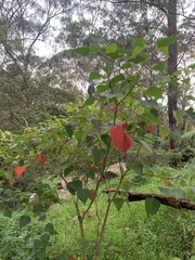 Homalanthus populifolius