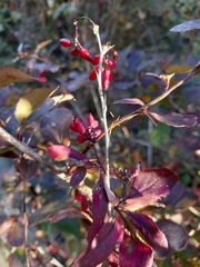 Berberis vulgaris