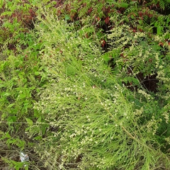 Baccharis neglecta