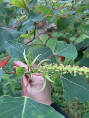 Homalanthus populifolius