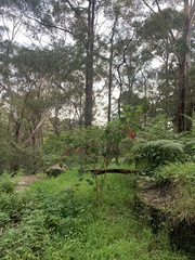 Homalanthus populifolius
