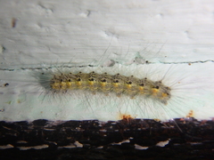 Hyphantria cunea