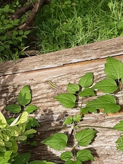 Podarcis siculus campestris