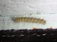 Hyphantria cunea