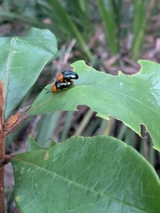 Lamprolina simillima