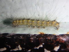 Hyphantria cunea