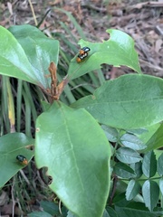 Lamprolina simillima