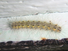 Hyphantria cunea