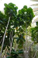 Polyscias scutellaria