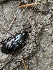 Pterostichus mutus